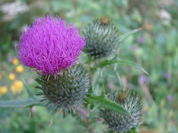 Обои картинки фото цветы, Чертополох, репейник