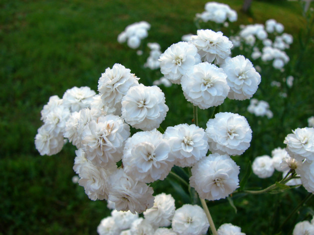 Обои картинки фото цветы, хризантемы