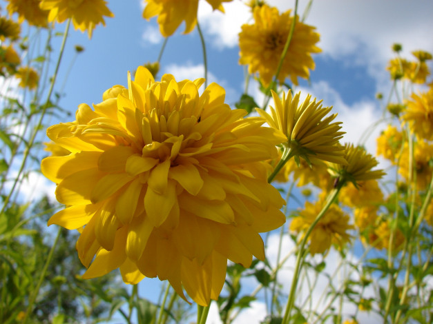 Обои картинки фото цветы, рудбекия