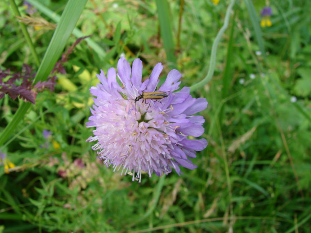 Обои картинки фото цветы, скабиоза