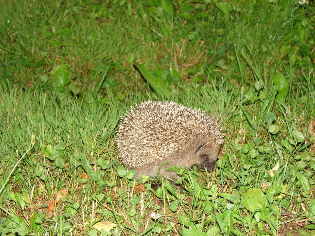 Обои картинки фото ежик, животные, ежи