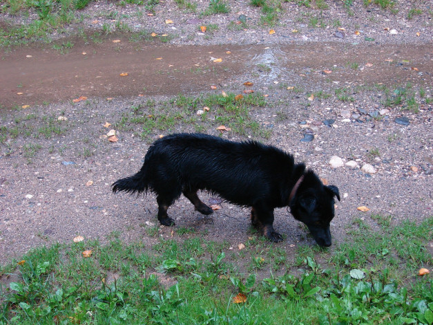 Обои картинки фото мой, друг, шарик, животные, собаки