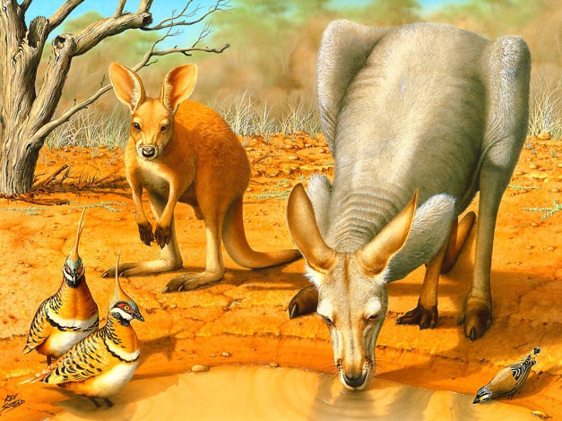 Обои картинки фото рисованные, животные, кенгуру