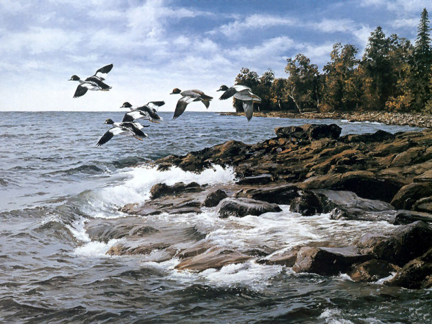 Обои картинки фото рисованные, животные, птицы, утки