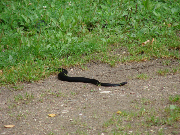 Обои картинки фото выползающая, погреться, гадюка, животные, змеи, питоны, кобры