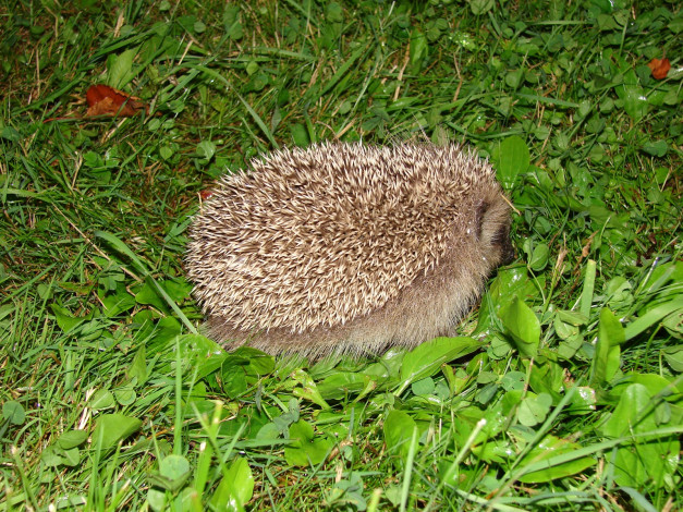 Обои картинки фото животные, ежи