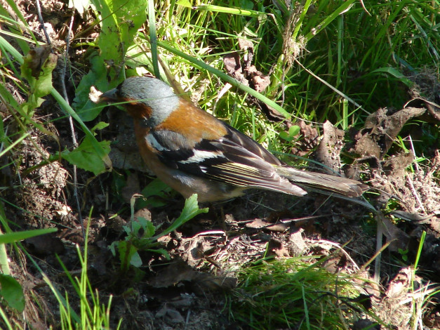 Обои картинки фото животные, птицы