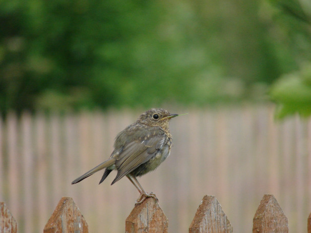Обои картинки фото животные, птицы