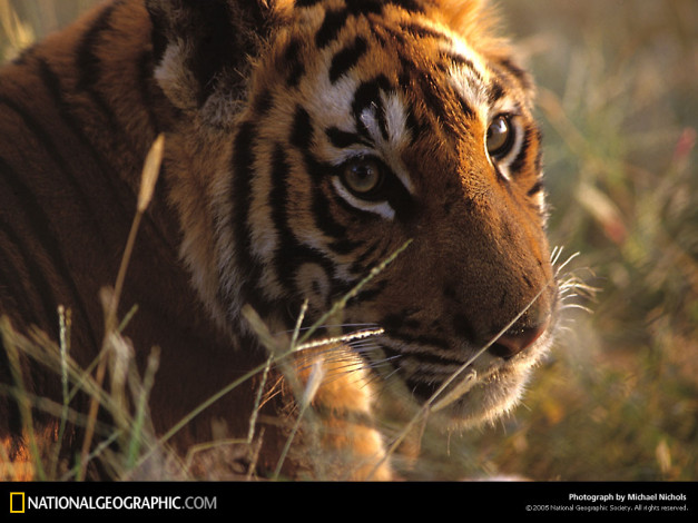 Обои картинки фото животные, тигры