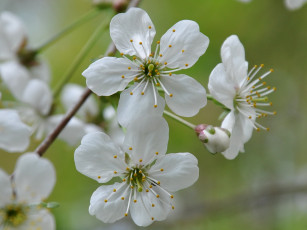 Картинка цветы цветущие деревья кустарники