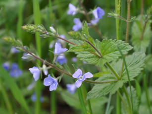 Картинка цветы луговые полевые