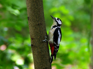 Картинка дятел животные дятлы