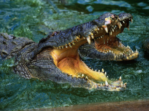 Картинка животные крокодилы