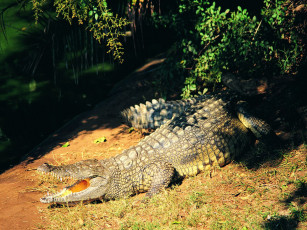 Картинка животные крокодилы