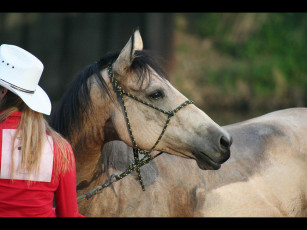 Картинка животные лошади