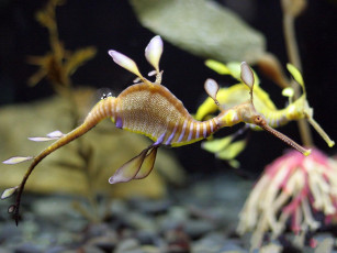 Картинка животные морская фауна