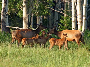 Картинка животные олени