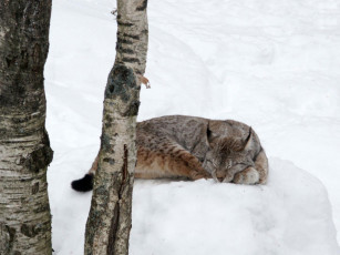 Картинка животные рыси