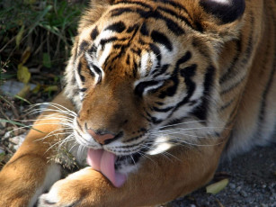 Картинка животные тигры