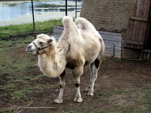 Картинка животные верблюды