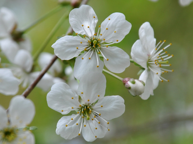 Обои картинки фото цветы, цветущие, деревья, кустарники