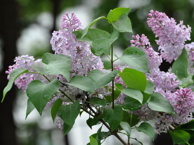 Обои картинки фото цветы, сирень