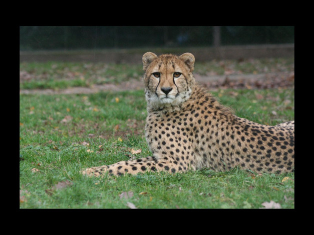 Обои картинки фото животные, гепарды