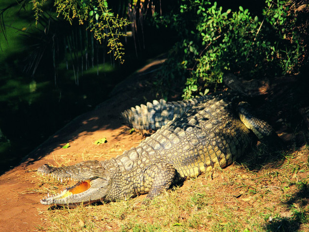 Обои картинки фото животные, крокодилы