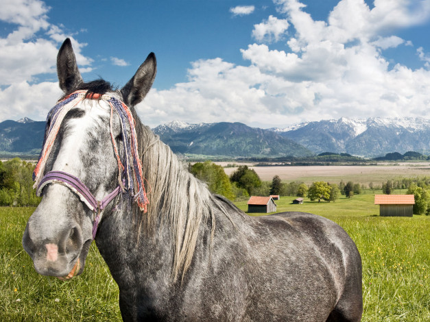 Обои картинки фото животные, лошади