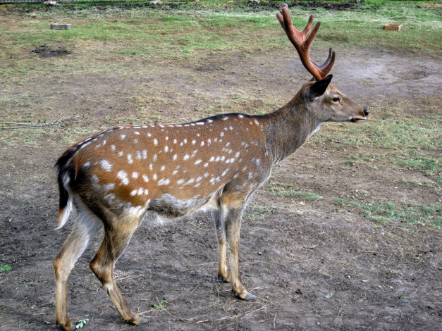 Обои картинки фото животные, олени