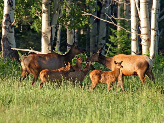 Обои картинки фото животные, олени