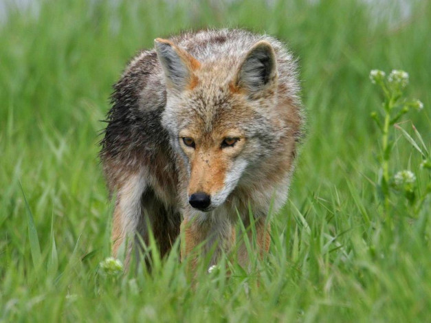 Обои картинки фото животные, волки