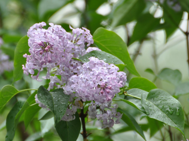 Обои картинки фото цветы, сирень