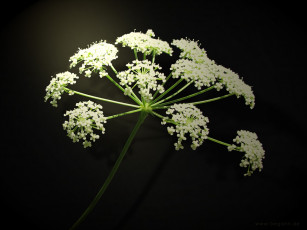 Картинка цветы луговые полевые