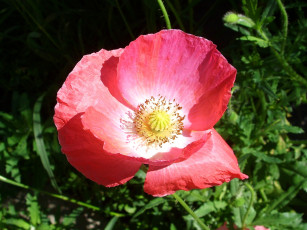 Картинка цветы маки