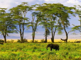 Картинка животные слоны