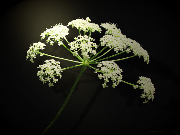 Обои картинки фото цветы, луговые, полевые