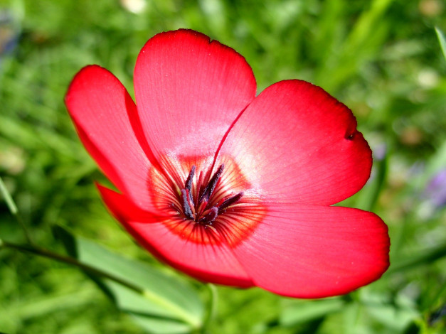 Обои картинки фото цветы, луговые, полевые