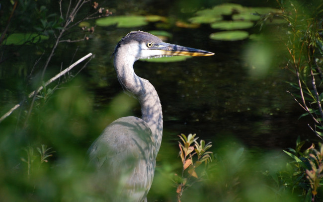 Обои картинки фото животные, цапли