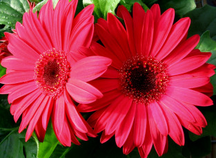 Картинка цветы герберы большой красный