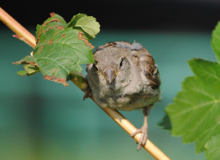 Картинка животные воробьи воробей