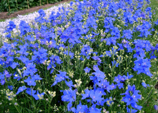 Картинка дельфиниум цветы много синий