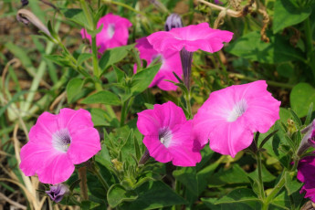 Картинка цветы петунии калибрахоа