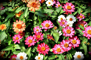 Картинка цветы гайлардии гелениумы