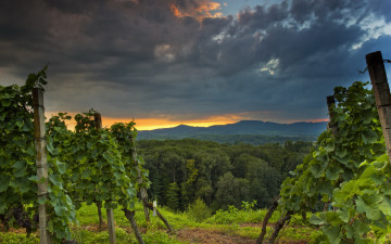 Картинка природа пейзажи деревья виноградник