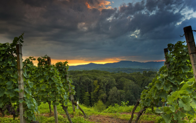 Обои картинки фото природа, пейзажи, деревья, виноградник
