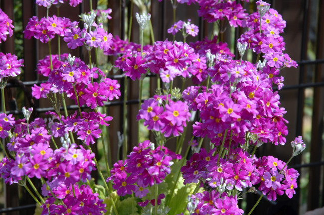 Обои картинки фото цветы, примулы, много, розовый