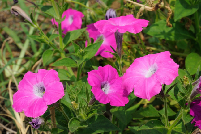 Обои картинки фото цветы, петунии, калибрахоа