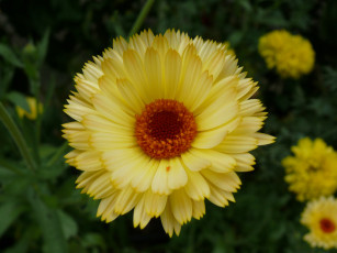 Картинка цветы календула лепестки желтые