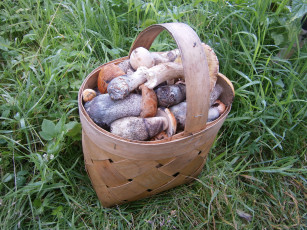 Картинка еда грибы грибные блюда книги свет нижнее белье оружие туфли постель девушка